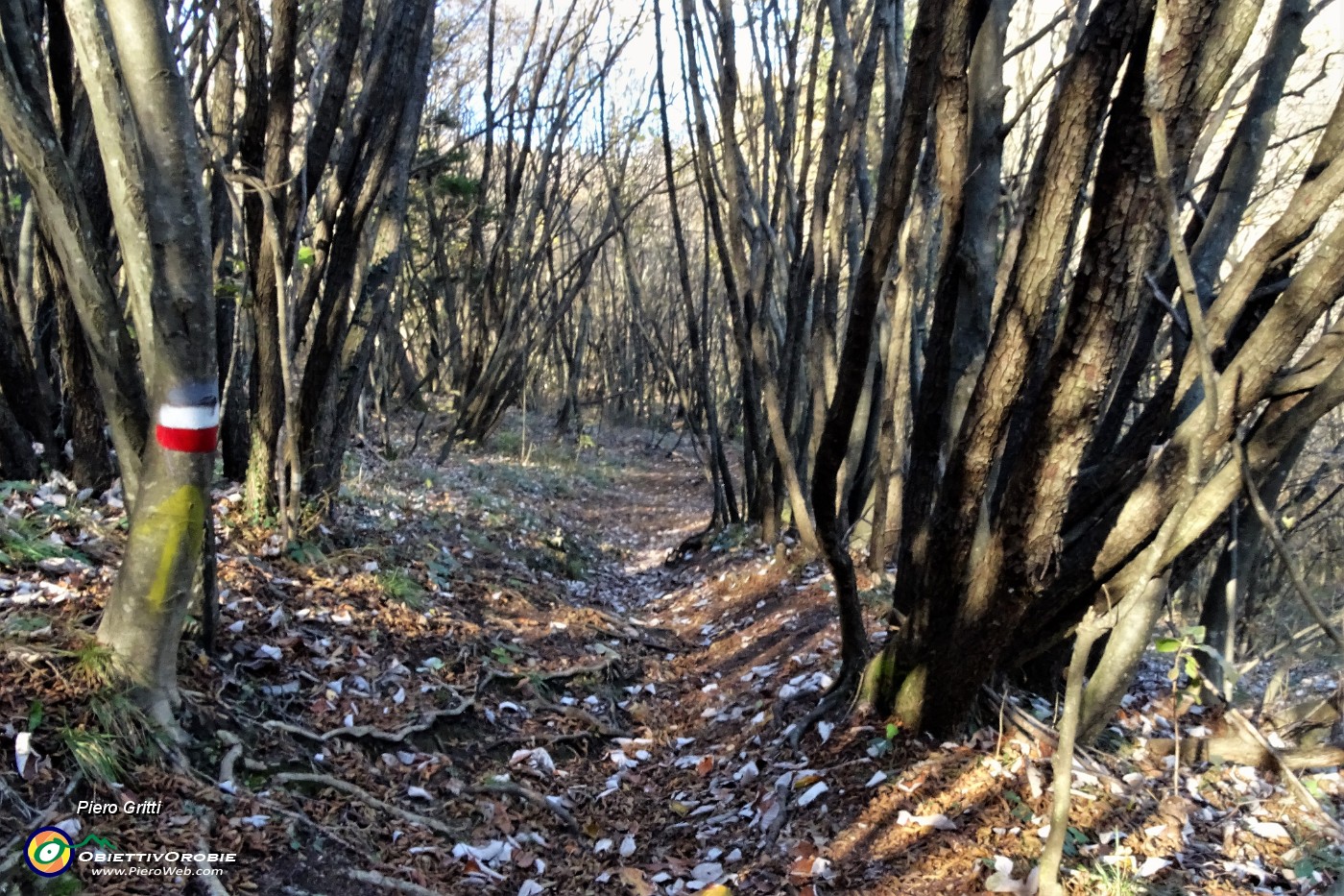41 il 597 si inoltra nel bel bosco di carpini neri.JPG